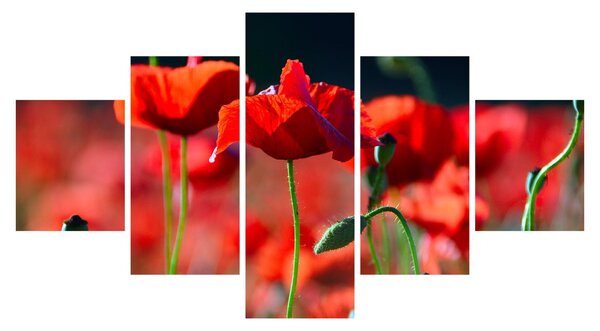 Obraz - maki (125x70 cm)
