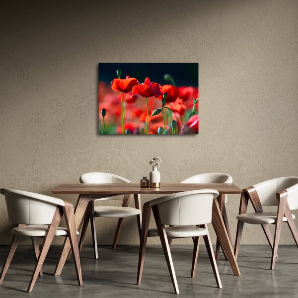Obraz - maki (70x50 cm)