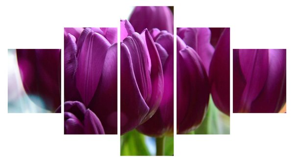 Obraz tulipanów (125x70 cm)