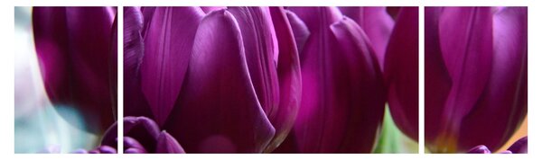Obraz tulipanów (170x50 cm)