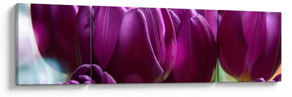Obraz tulipanów (170x50 cm)