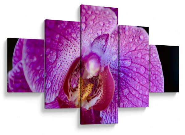 Zbliżenie kwiatu orchidei (125x70 cm)