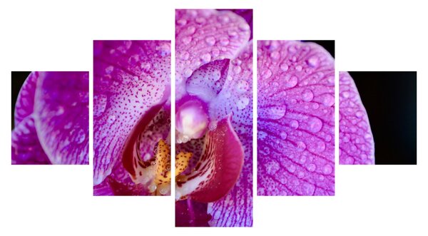 Zbliżenie kwiatu orchidei (125x70 cm)