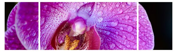 Zbliżenie kwiatu orchidei (170x50 cm)