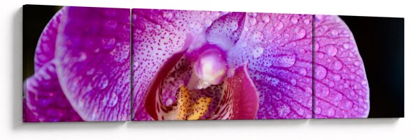 Zbliżenie kwiatu orchidei (170x50 cm)