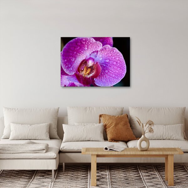 Zbliżenie kwiatu orchidei (70x50 cm)