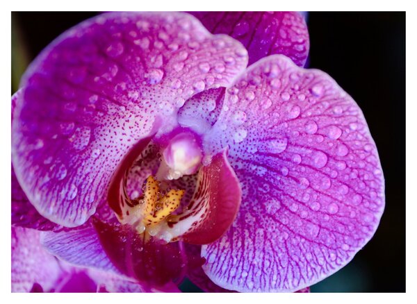 Zbliżenie kwiatu orchidei (70x50 cm)