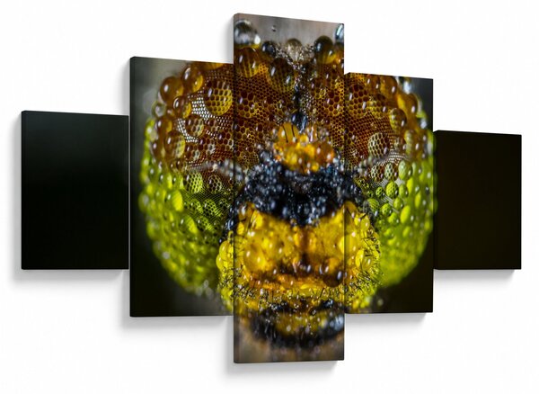 Szczegółowy obraz oczu owadów (125x70 cm)