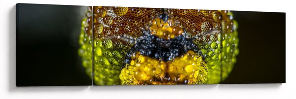 Szczegółowy obraz oczu owadów (170x50 cm)
