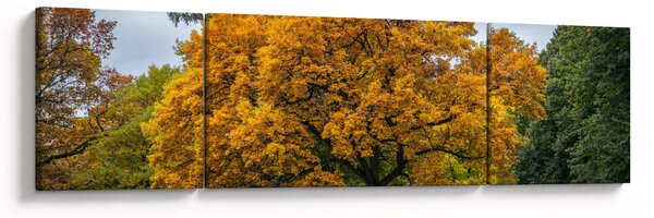 Obraz drzewa (170x50 cm)