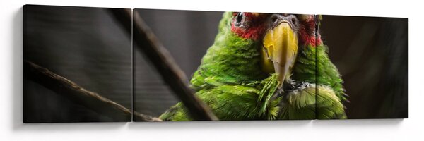 Obraz papugi (170x50 cm)