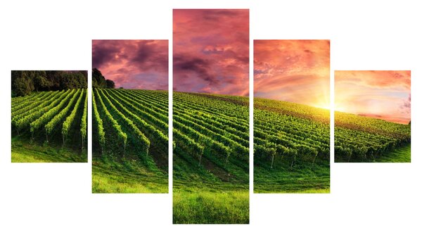 Obraz winnicy z kolorowym niebem (125x70 cm)
