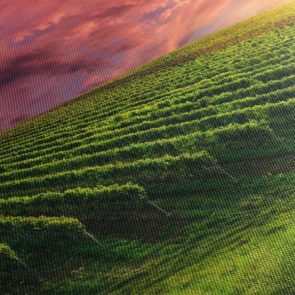Obraz winnicy z kolorowym niebem (70x50 cm)