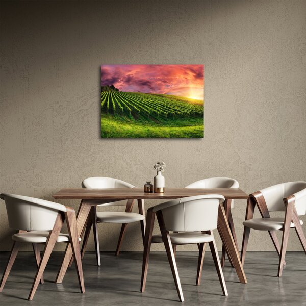 Obraz winnicy z kolorowym niebem (70x50 cm)
