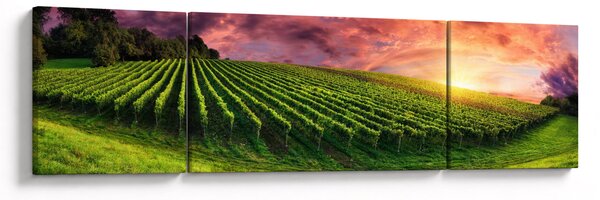 Obraz winnicy z kolorowym niebem (170x50 cm)