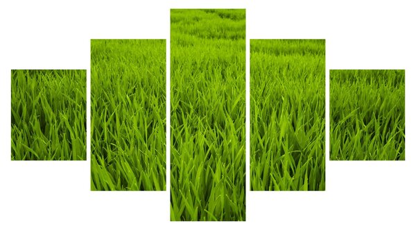 Obraz trawy (125x70 cm)