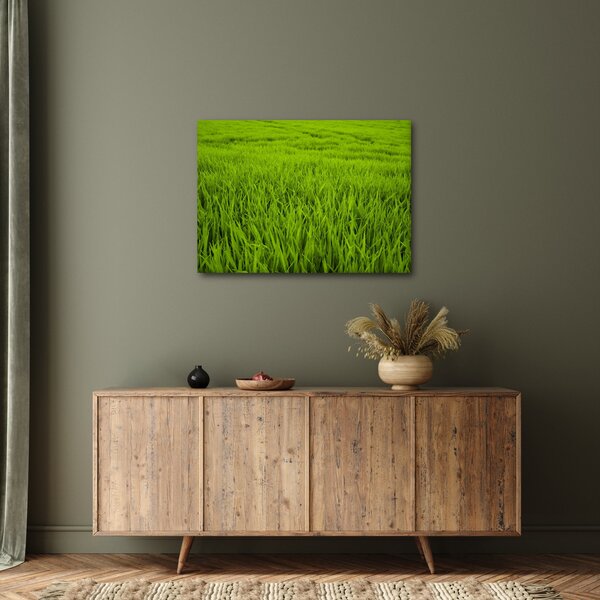 Obraz trawy (70x50 cm)