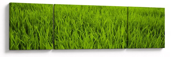 Obraz trawy (170x50 cm)