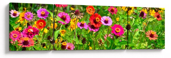 Obraz kwiatów polnych (170x50 cm)