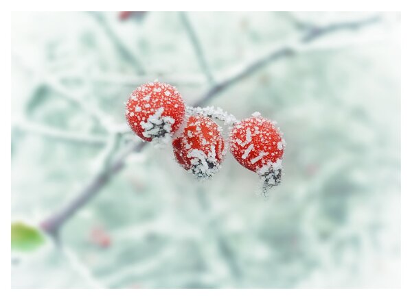 Obraz mrożonych owoców dzikiej róży (70x50 cm)
