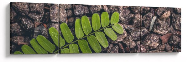 Obraz zielonej rośliny (170x50 cm)