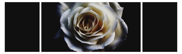 Obraz białej róży (170x50 cm)