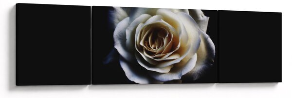 Obraz białej róży (170x50 cm)