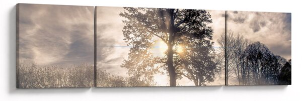 Obraz drzewa we mgle (170x50 cm)