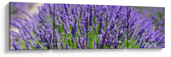 Obraz - lawenda (170x50 cm)