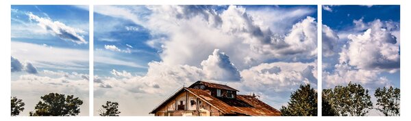 Obraz pola słoneczników (170x50 cm)