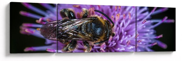 Obraz pszczoły na kwiatku (170x50 cm)