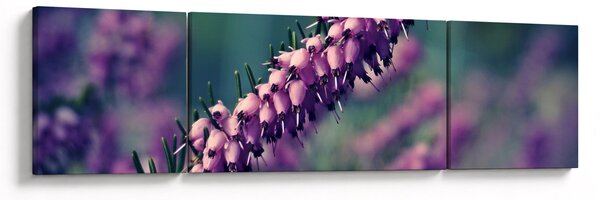 Obraz lawendy (170x50 cm)