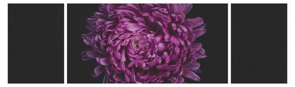 Obraz fioletowego kwiatu (170x50 cm)