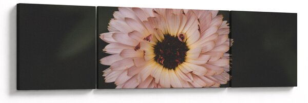 Obraz pomarańczowego kwiatu (170x50 cm)