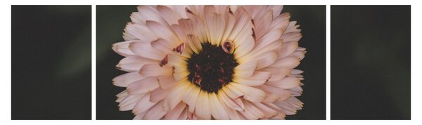 Obraz pomarańczowego kwiatu (170x50 cm)