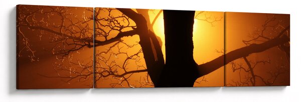 Obraz drzewa o zachodzie słońca (170x50 cm)