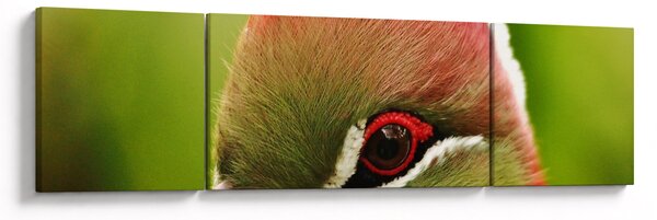 Obraz kolorowego ptaka (170x50 cm)