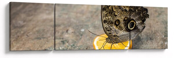 Obraz motyla (170x50 cm)
