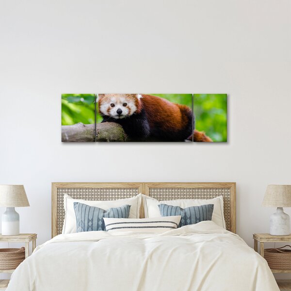 Obraz pandy czerwonej (170x50 cm)
