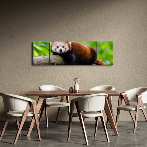 Obraz pandy czerwonej (170x50 cm)