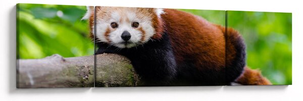 Obraz pandy czerwonej (170x50 cm)