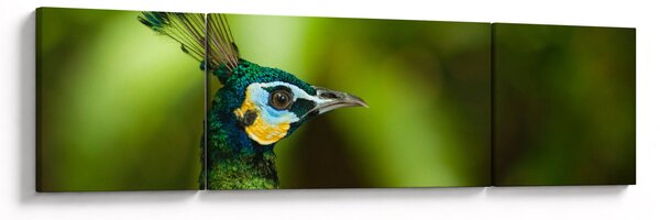 Obraz pawia (170x50 cm)