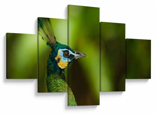 Obraz pawia (125x70 cm)