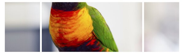 Obraz papugi (170x50 cm)