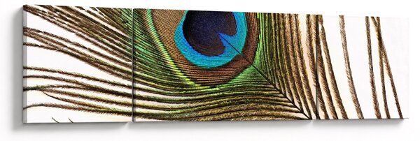 Obraz pawich piór (170x50 cm)