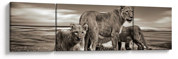 Obraz czarno - białych lwów (170x50 cm)