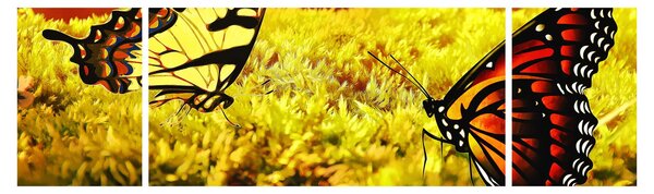 Obraz motyli (170x50 cm)