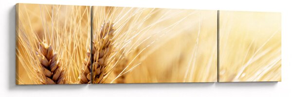 Obraz - szczegóły ziarna (170x50 cm)
