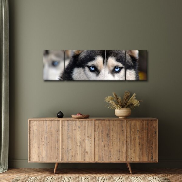 Obraz psa husky (170x50 cm)