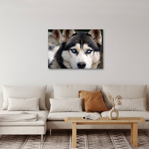 Obraz psa husky (70x50 cm)